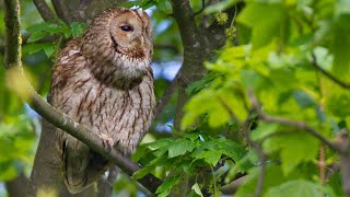 Tawny owl calling to his mate💖