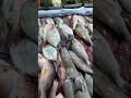 Seafood Hunter..nak pilih yang mana ni? (part 1) #seafood #hunter  #makan