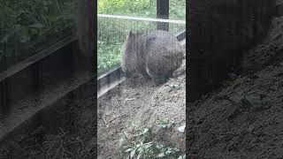 秋の大運動会に向けてエンジンを暖めるフクくん笑 #wombat #ウォンバット #五月山動物園 #癒し動画 #フクくん #cute #1人遊び #ちょいちょい