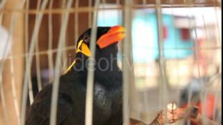 Gracula Religiosa Myne Bird Talking in a Cage