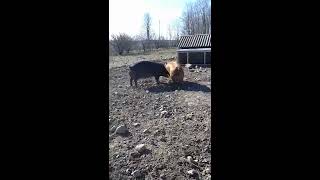 Pigs fighting