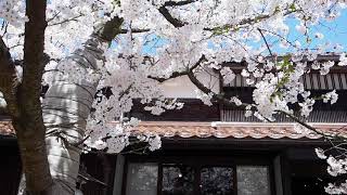 新庄村のがいせん桜