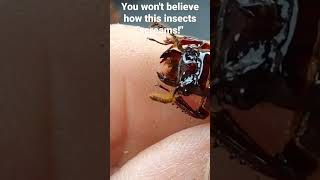 Learn more about these big burly beetles living in a log near you! Please click on full video!