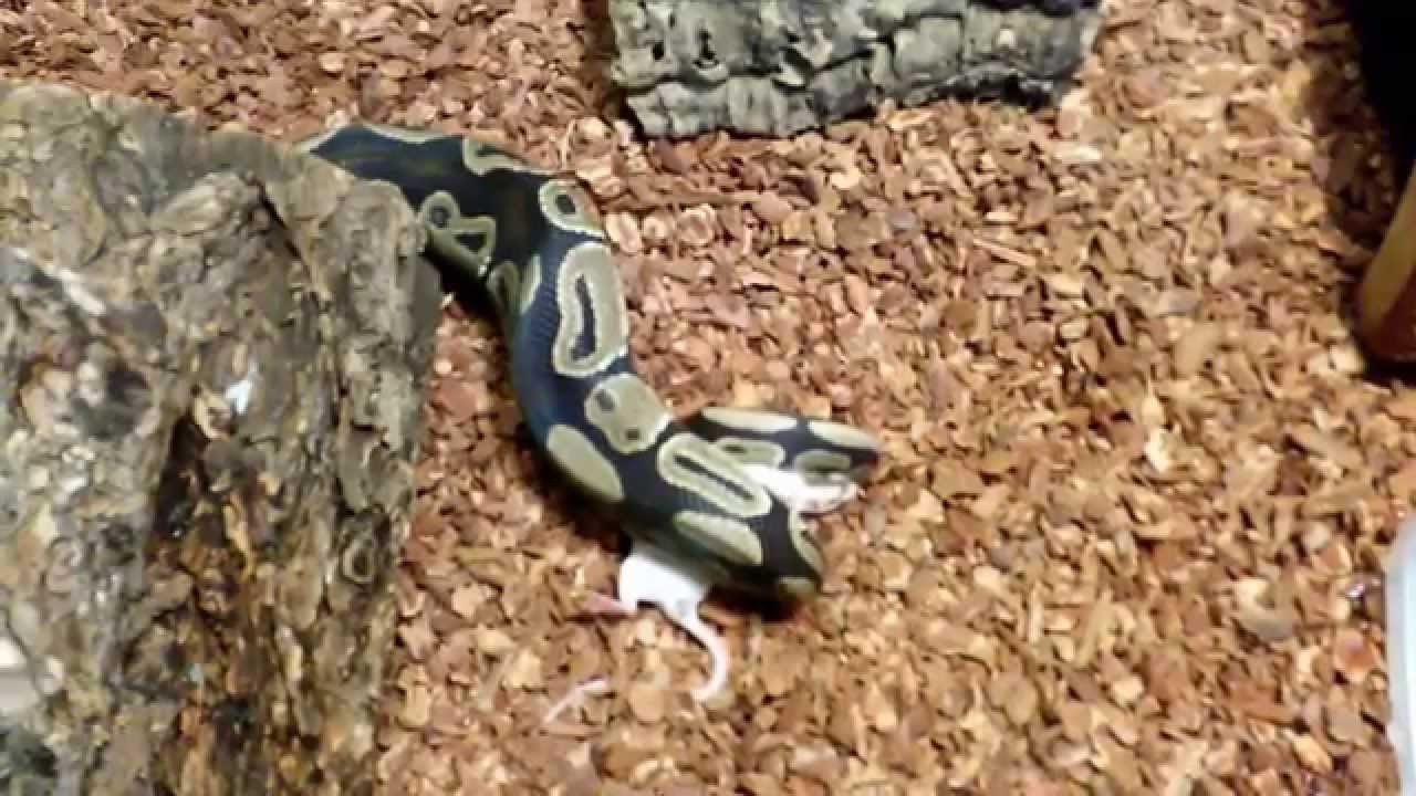 Ball Python Feeding Youtube