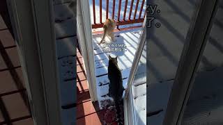 Watch My Cats Step into Snow for the First Time/猫咪第一次踏雪#funnycats