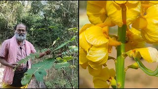 Plant 267 | ಆನೆ ತಗಚೆ | Aane tagache | carrion crow bush | Senna alata | Herbal \u0026 The plant