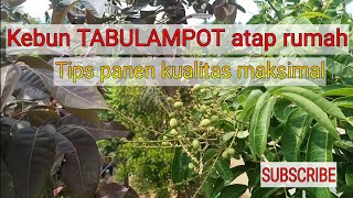 Berkebun TABULAMPOT di pagi hari. Tips PANEN buah maksimal!!