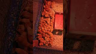 Day 3 Big Red Broiler Meat Bird Chicks From McMurray Hatchery #chicken #homestead #meatbirds