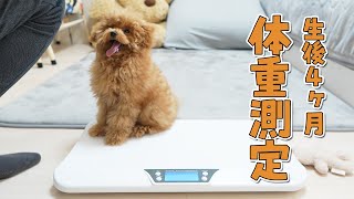 生後4ヶ月の子犬の体重測定が大変すぎたｗ