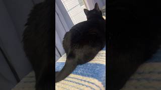 ハチワレ猫の元気なあいさつ🐈tuxedo-catざきお【猫動画】