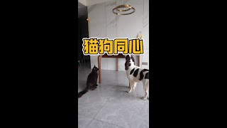 猫咪最后叼了一块肉给喜豆，真是好兄弟#萌宠出道计划 #猫狗双全 #动物的迷惑行为