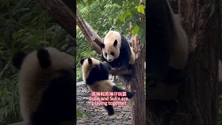 Sulin and Sulin are playing together苏琳和苏琳仔玩耍 #pandalife #pandachina