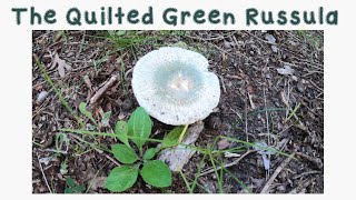 Quilted Green Russula Group