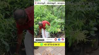 ₹600 പൂവിട്ട മാവിൻ തൈകൾ സ്വന്തമാക്കാം #keralafarming