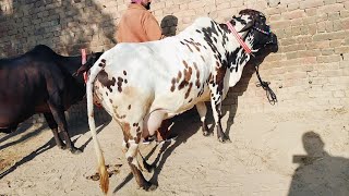 ਮੁੱਲ 25 ਹਜ਼ਾਰ👌 3 ਸੋਹਣੀਆਂ ਵਹਿੜਾਂ ਵਿਕਾਊ👉Beautiful Three Cows For Sale / Himat Tv