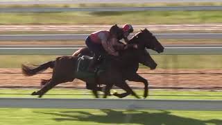 Flying Mascot - 2nd November 2020 Track Gallop