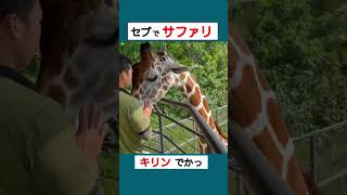 【0歳9ヵ月】キリンとふれあい固まる息子　#セブ島  #おかセブ　#サファリパーク