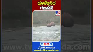 ಧೂಳೆಬ್ಬಿಸಿದ ಗಜಪಡೆ! #Elephant #Tv9S