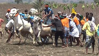 Jabardasth Stud bulls running in bullock cart race ! Devgiri Race