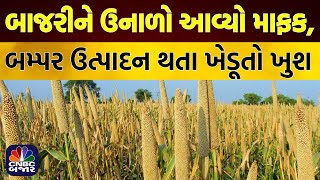 Mahesana News | ઉત્તર ગુજરાતમાં બાજરીને ઉનાળો આવ્યો માફક, બમ્પર ઉત્પાદન થતા ખેડૂતો ખુશ | Millet