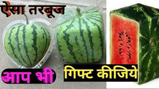 OMG😳 चौकोर तरबूज कैसे उगाएं #short #youtubeshort # short video