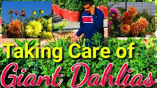 Taking Care of Giant Dahlia for Extensive Flowering || Giant Dahlias || How to Grow Giant Dahlias