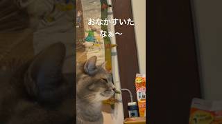 おじいちゃんに挨拶してから朝ごはんの猫…   #保護猫 #風の猫 #cat #さっちゃん