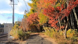 T333　　2024年12月10日　秋の小径　　　音楽　フライ　ミー　トー　ザ　ムーン　　　八王子町　　　たか鷹短信