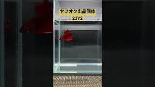 【Betta N\u0026M】ヤフオク出品個体の紹介になります。#熱帯魚ベタ #ベタ #ヤフオク #bettafish #betta #shorts #アクアリウム #aquarium #鑑賞魚 #fish