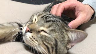 Yogiboでくつろぐ猫にマッサージしてさしあげる動画