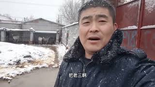 公羊放牧改圈养，繁殖母羊踏冰卧雪式放牧！一口草一口雪