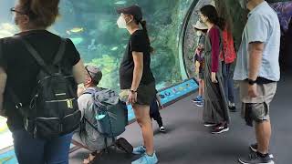 林恩泽参观洛杉矶太平洋水族馆2022年6月20日之七