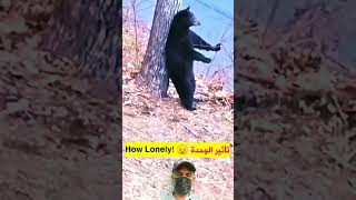 Funny Bear Scratching His Back #shorts دب مضحك يهرش