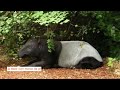 Tapir Facts You Won't Believe!