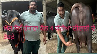 2 November 2023 ph no 7814824449 Sonu Randhawa dairy farm #best #foryou #dairyfarm #top👌❤️🔝