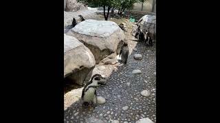 ヨチヨチペンギン