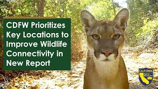 CDFW Prioritizes Key Locations to Improve Wildlife Connectivity in New Report