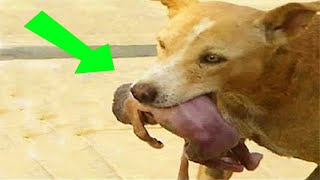 Hero Dog Keeps Barking To Warn Others About An Abandoned Baby SEE WHAT HAPPEND