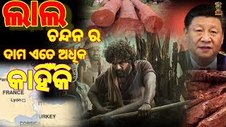 ପୁଷ୍ପା MOVIE କାହିଁକି ହେଲା Hit😳 | Why Red Sandalwood Cost Is High🔥🙄