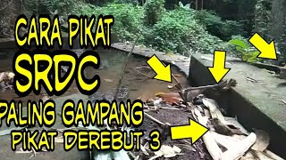 cara pikat srdc(sikatan rimba dada coklat) yg gampang 99,99999% dapat