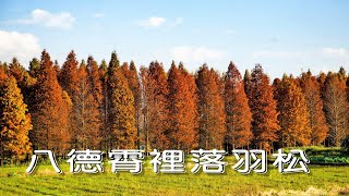 八德  霄裡落羽松