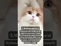 kedilerin sıra dışı dünyası 5 Şaşırtıcı bilgi bunları biliyor musunuz cat catlover cute love