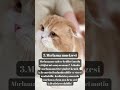 kedilerin sıra dışı dünyası 5 Şaşırtıcı bilgi bunları biliyor musunuz cat catlover cute love