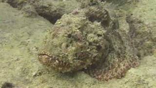 ScorpionFish