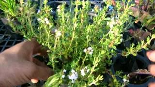 タイムの育て方　how to grow thyme