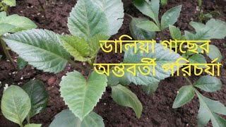 ডালিয়া গাছের অন্তবর্তী পরিচর্যা। Dahlia plant care .