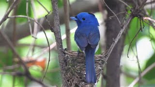 1090612台北植物園黑枕藍鶲 (Hypothymis azurea)育雛記錄