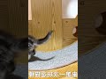 【小猫成长记】第91只，粘人的妈宝小猫咪 西瓜视频 037