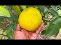 thailand variety red suriya guava plant black diamond long variety ￼ mother plant live video