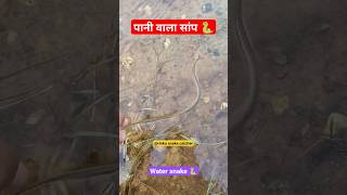 कैसा होता है पानी वाला सांप का बच्चा 🐍। water snake #shorts #youtubeshorts #viral